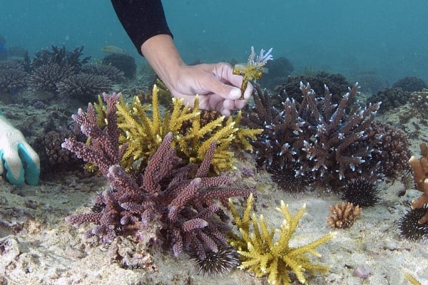 2009年移植的珊瑚与珊瑚苗的对比1年长了这么多。