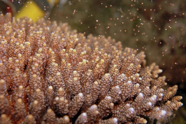 珊瑚产卵的样子