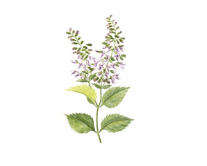 日本香茶菜提取物