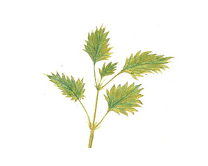 大荨麻提取物