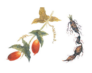 茅瓜根提取物