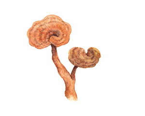 灵芝提取物