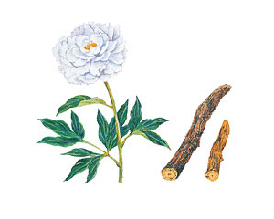 芍药根提取物