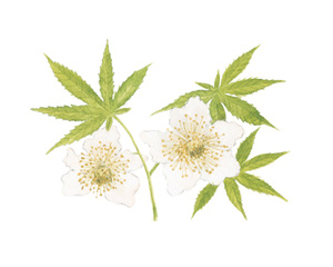 甜茶提取物