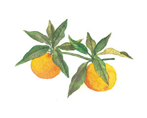 香橙果提取物