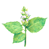Perilla Ocymoides Seed Oil 