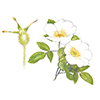 Rosa laevigata extract