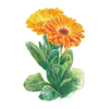 Calendula extract