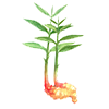 金时生姜提取物