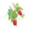 Melothria extract