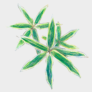 维氏熊竹叶提取物